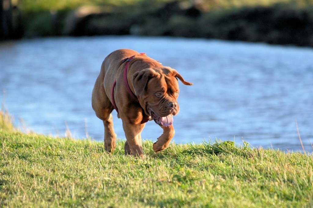 bordeaux-dog