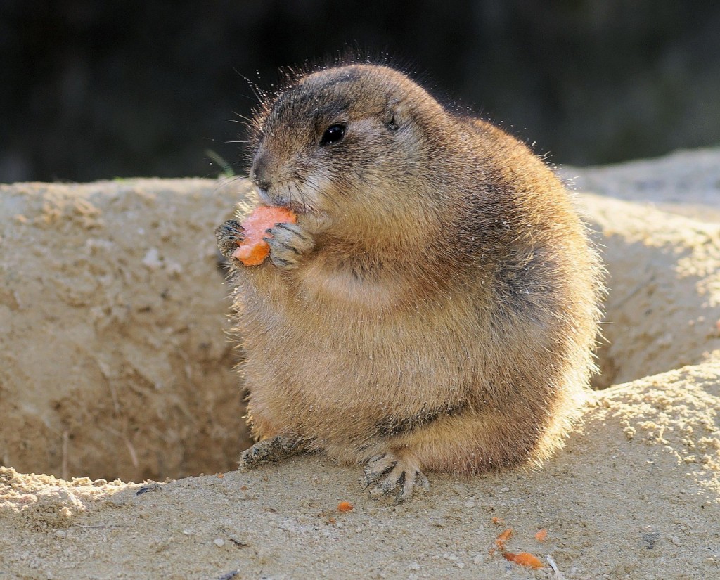 prairie-dogs-521433_1280