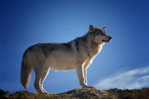 wolf-142173_1280