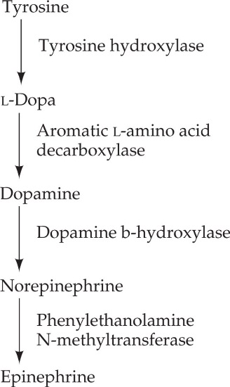 Catecholamine synthesis