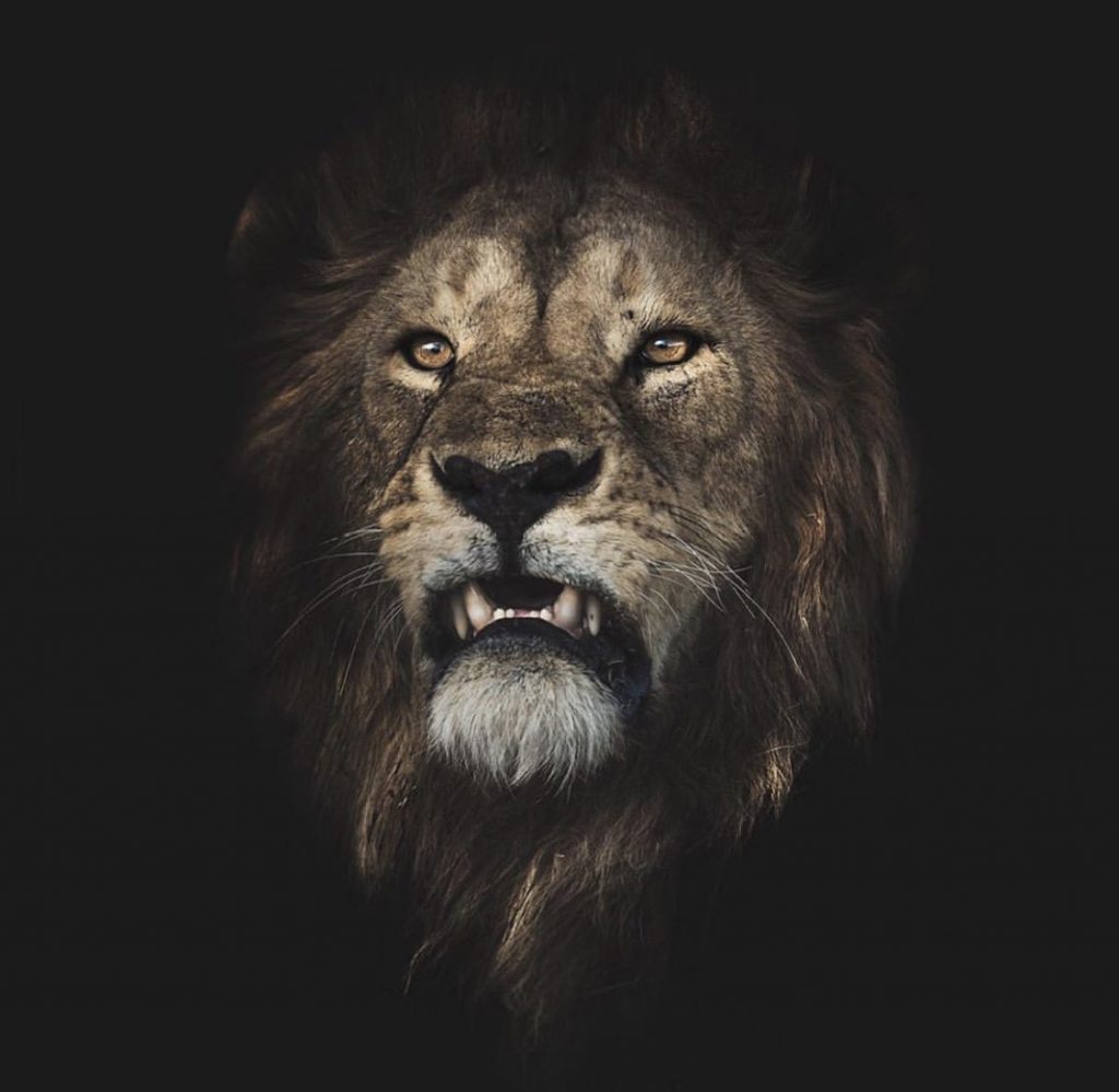 lion, confident, 